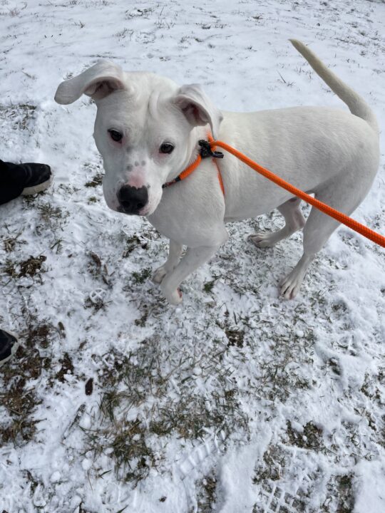 big white dog in snow