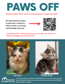 Kitten Season Flyers (1)