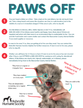 Kitten Season Flyers (2)