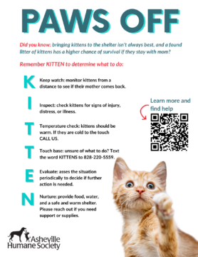 Kitten Season Flyers