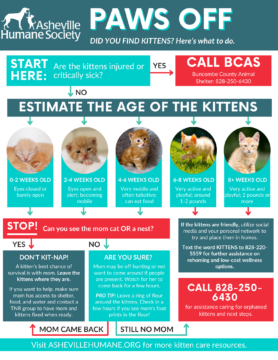 Kitten Season Flyers (3)